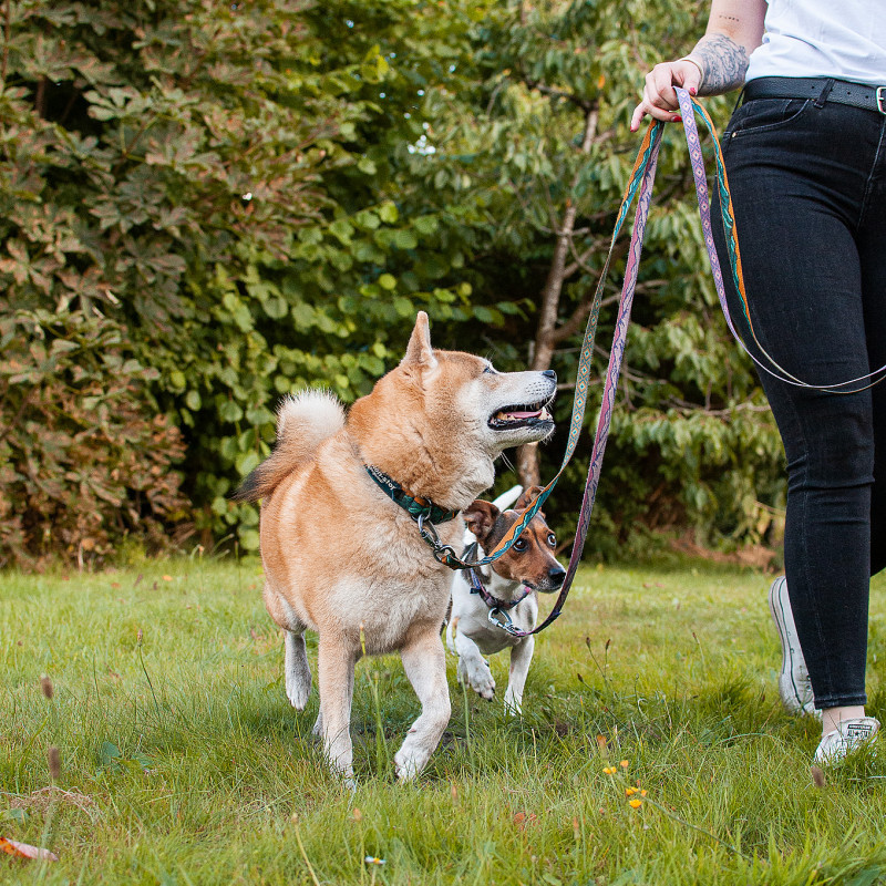 In Verbindung mit deinem Hund