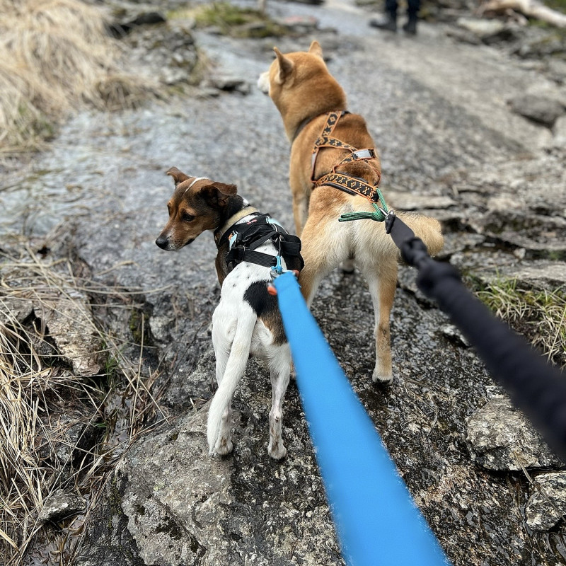 Hundewanderung NORDPFAD Hinzel