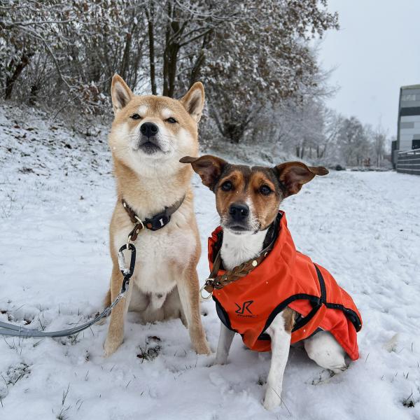 Christmas Social-Walk