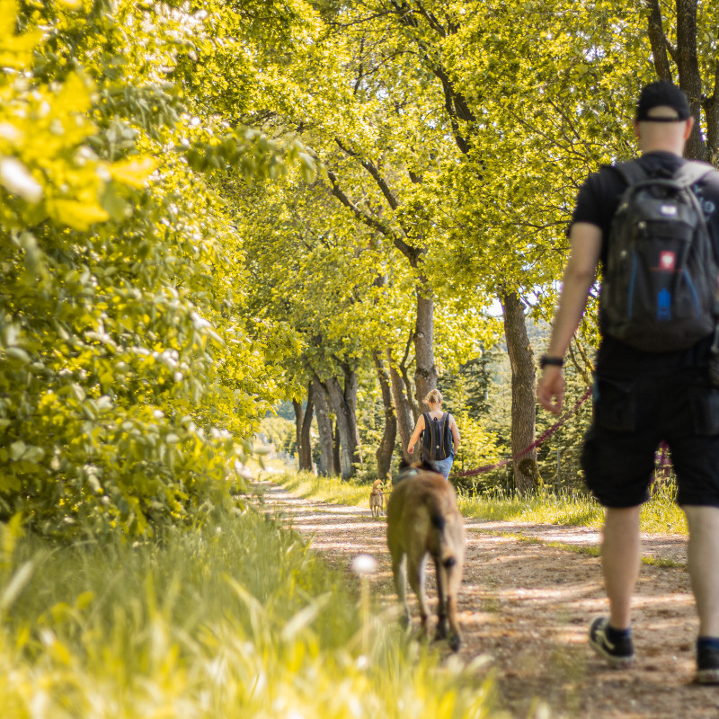 Social-Walk