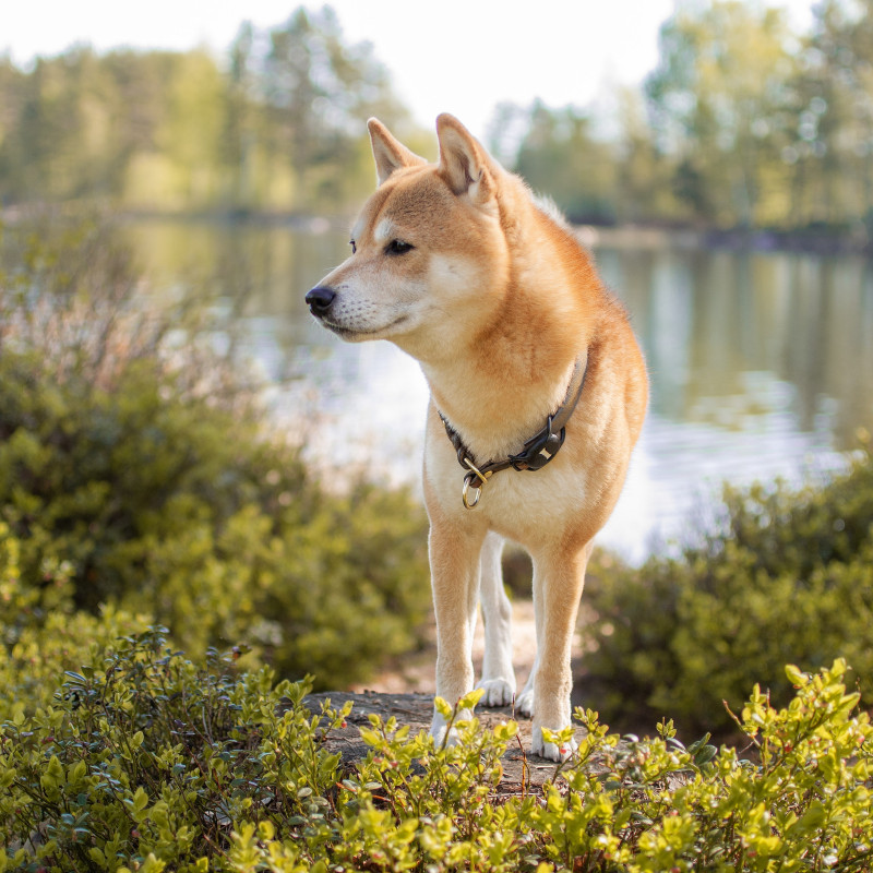 Der perfekte Rückruf