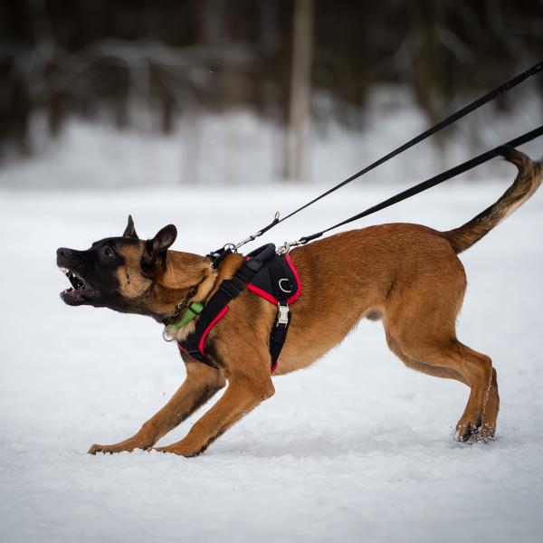 Leinenpöbler 09.03.2026