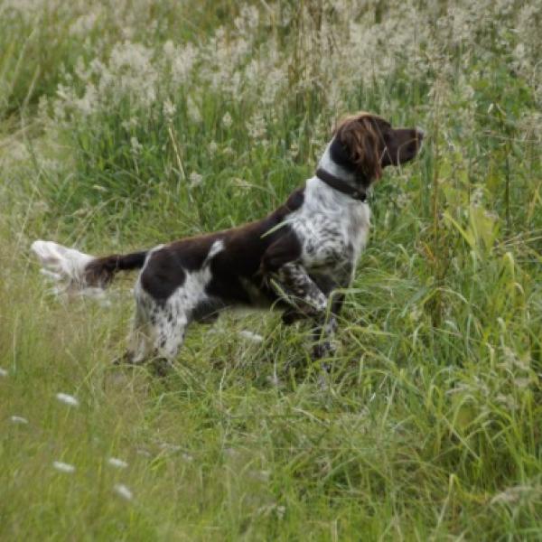 Jagdverhalten verstehen & lenken 19.02.2026