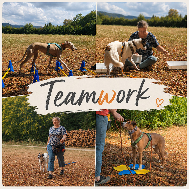 Teamwork | Alltag & Sport