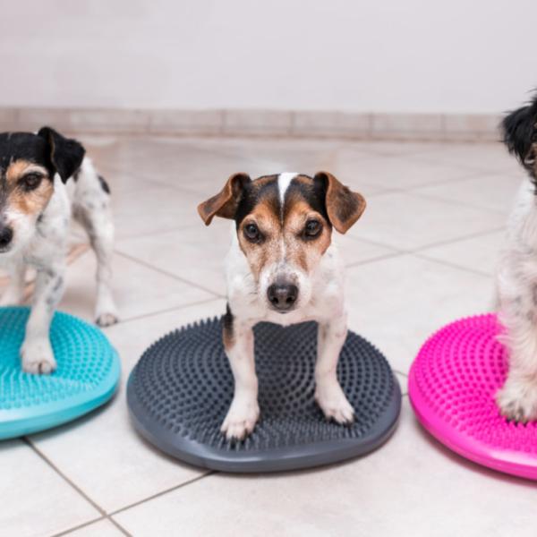 Workshop Targettraining 09.11.2025