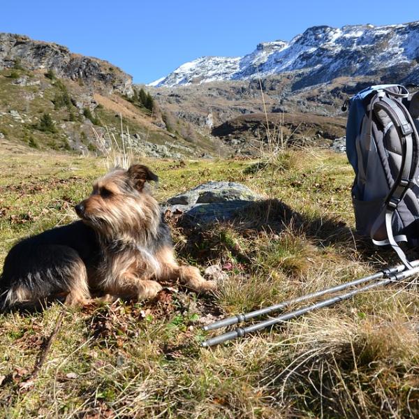 Hundewanderung