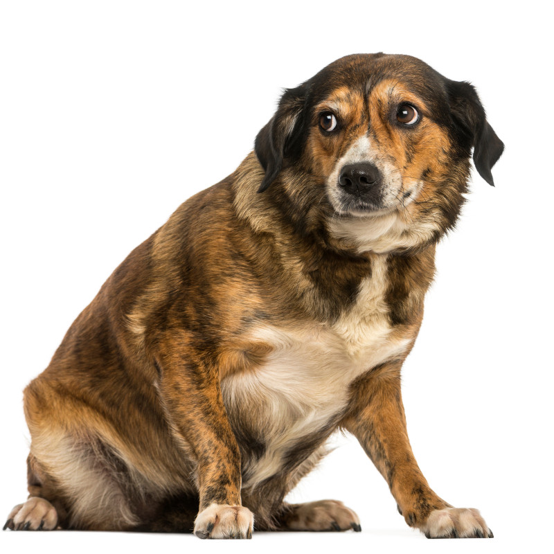 Geräuschangst & Alltagsängste beim Hund Online-Kurs | FellnasenClub