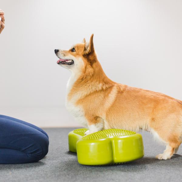 Mobility-Kurs 11.06.2025