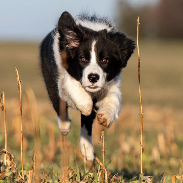 Modul Rückruftraining 15.04.2026