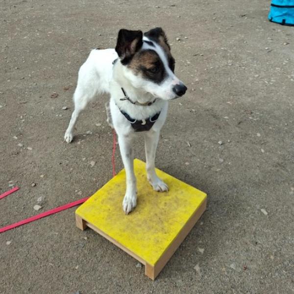 Ziel & Spaß – Targettraining für Alltagsprofis