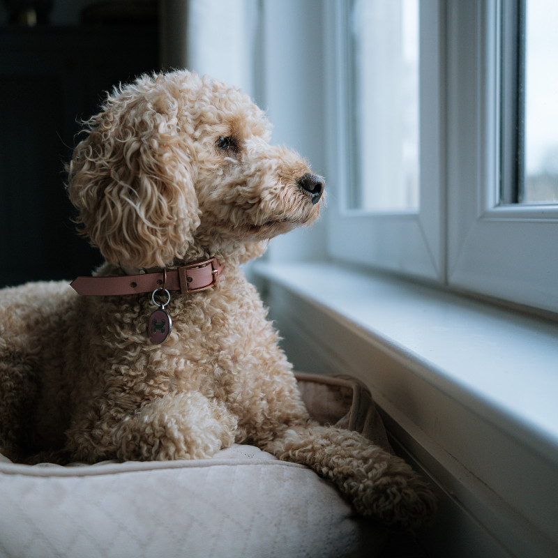 Trennungsstress Online-Kurs | FellnasenClub
