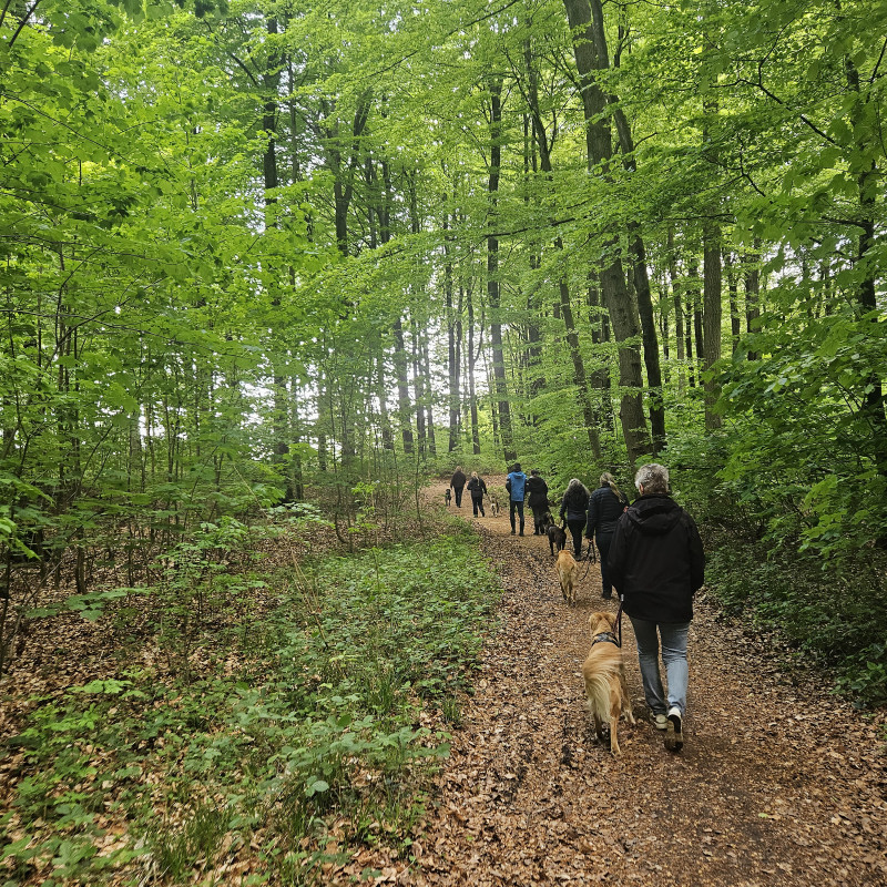 Social Walk