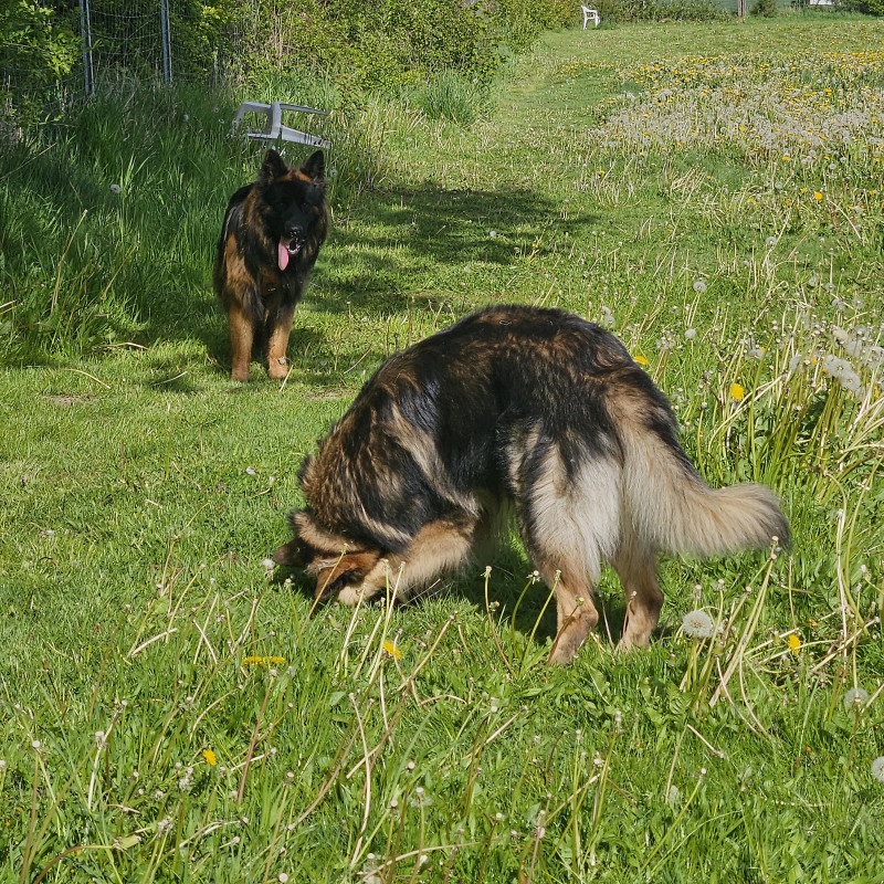 Hundefreilauf - Klönschnack