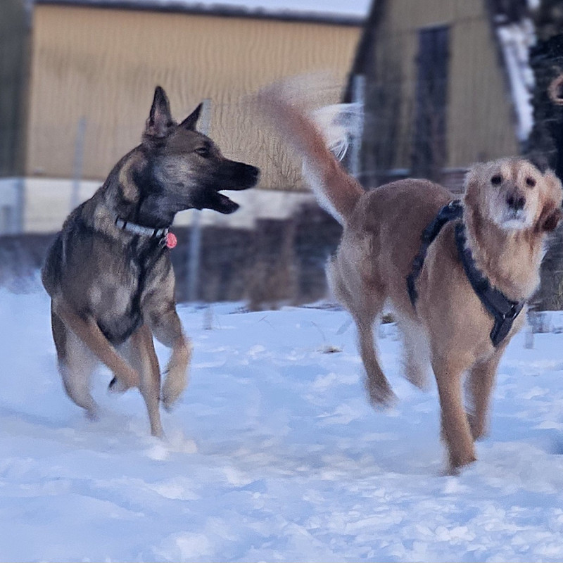 Hundefreilauf - Intensiv Donnerstag