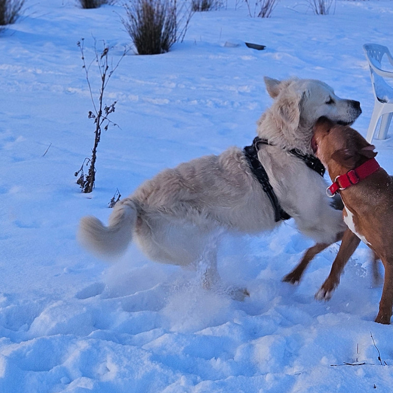 Hundefreilauf - Intensiv Sonntag