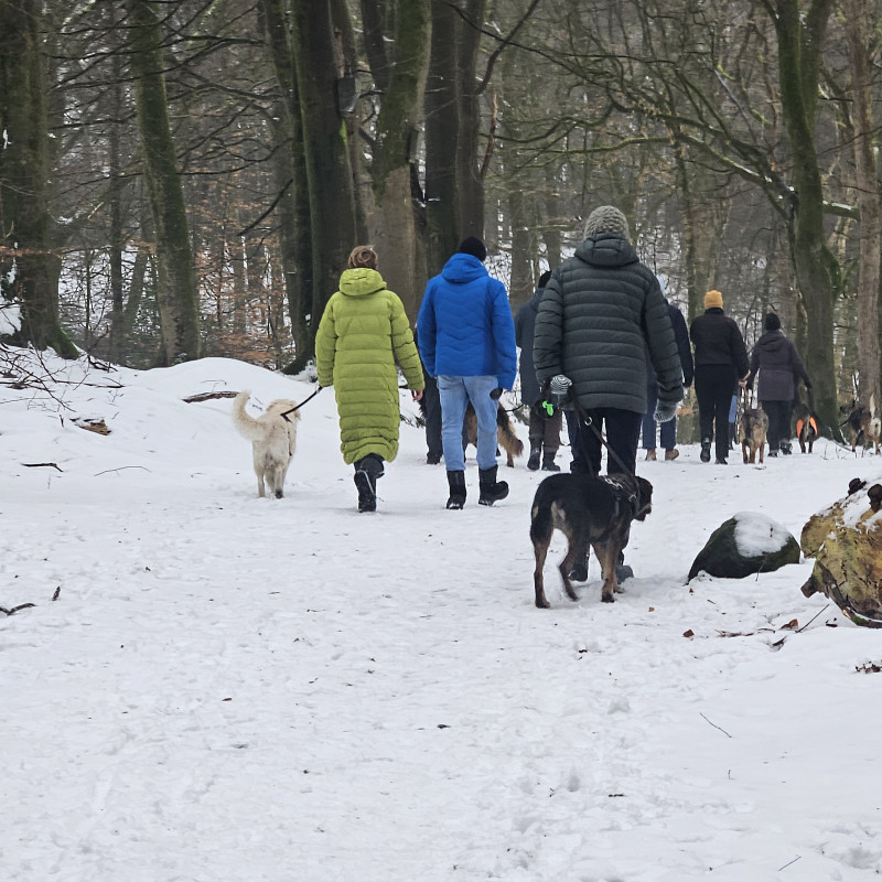 Hundewanderung
