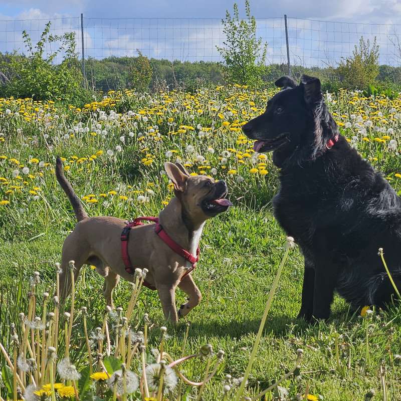 Hundefreilauf - Intensiv Mittwoch