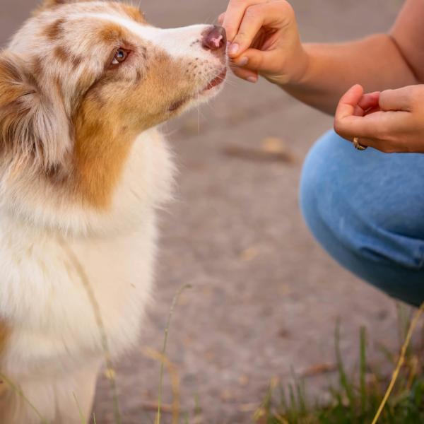 Welpenstunde - Leinenführigkeit & kleine Alltagssituationen