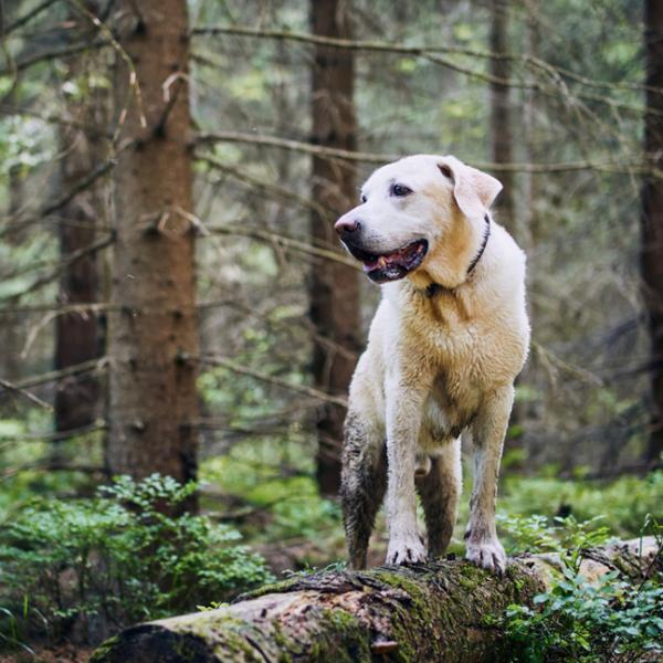 Fährten lesen - Fortgeschrittene