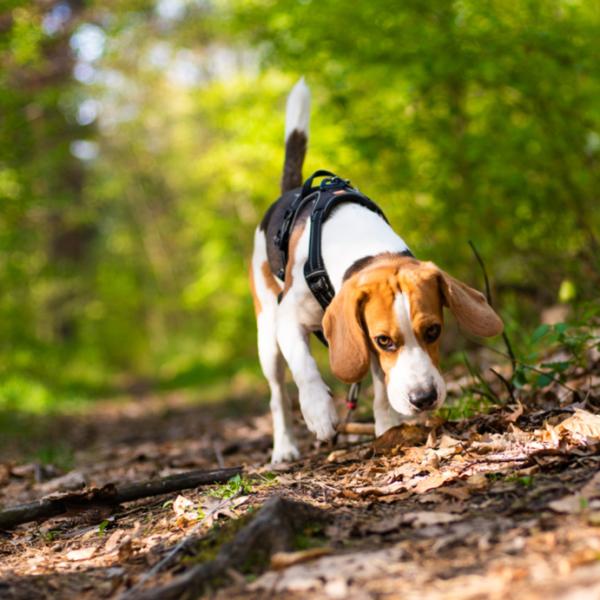 Fährten lesen - Basis