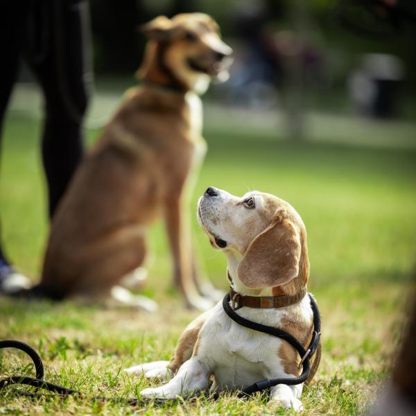 Grundkurs - Samstags 11:00