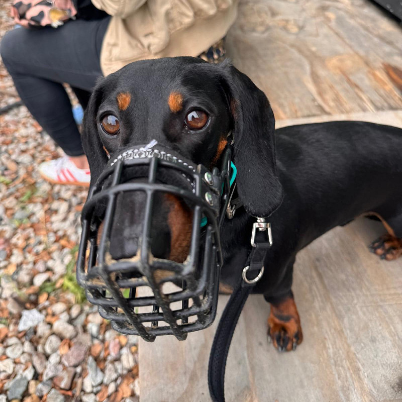 Social Walk "Jetzt gibt´s was auf´s Maul!"