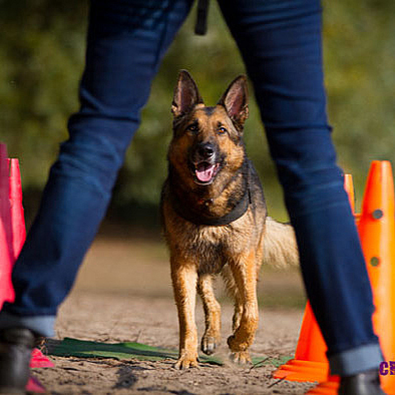 Crossdogging - Montags 17:45 Uhr