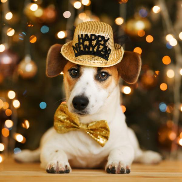 Silvestervorbereitung