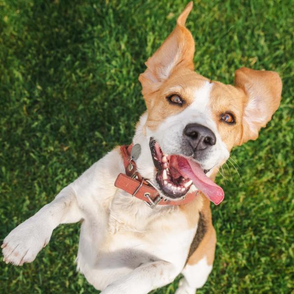 Junghundekurs Teil 1 - Sonntags 11:00