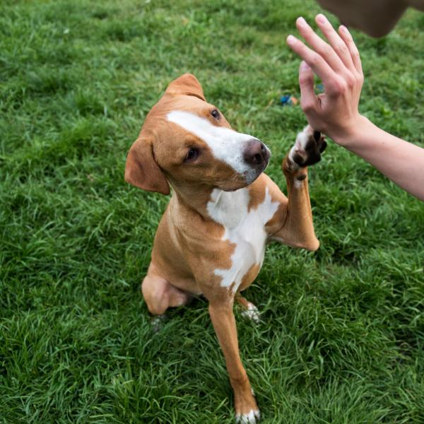 Trickdogging - Sonntags 12:15