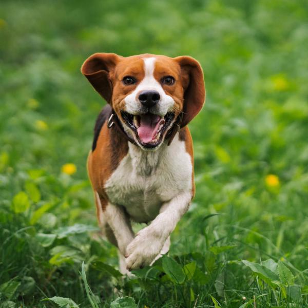 Junghundekurs Teil 2 - Sonntags 11:00