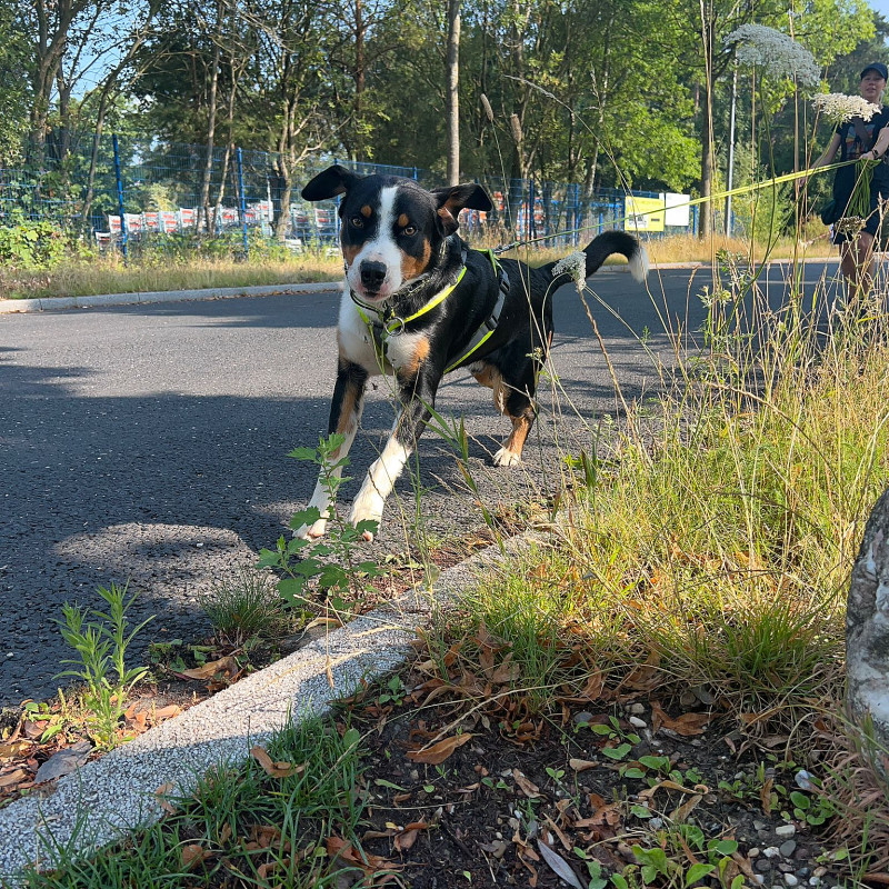 Mantrailinggruppe 🦔