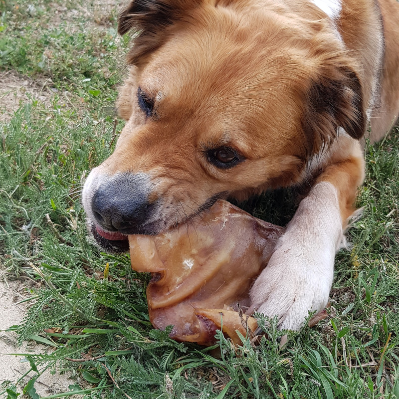 Anti-Giftköder Kurs