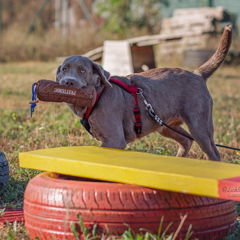 Jagility und Dummytraining