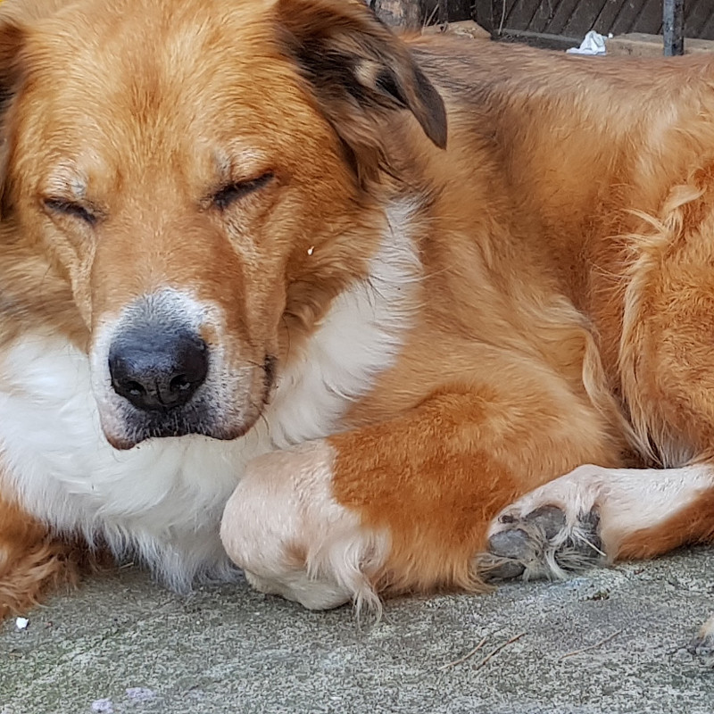 Der ältere Hund - verstehen, begleiten, unterstützen