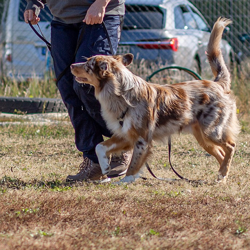 Entspannt durch den Alltag - Leinenführigkeit und Begegnungstraining