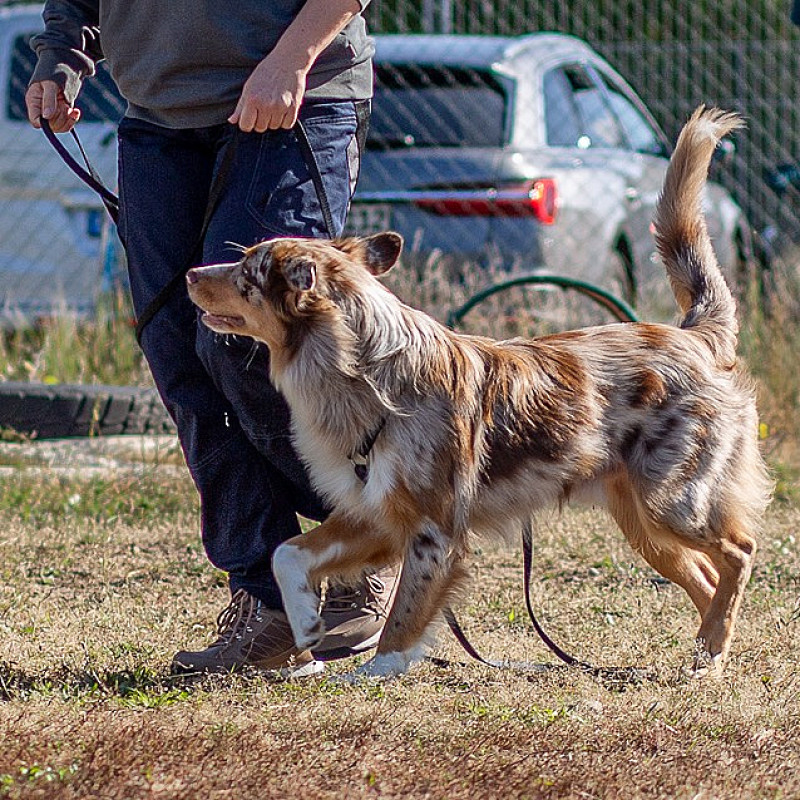 Entspannt durch den Alltag - Leinenführigkeit und Begegnungstraining