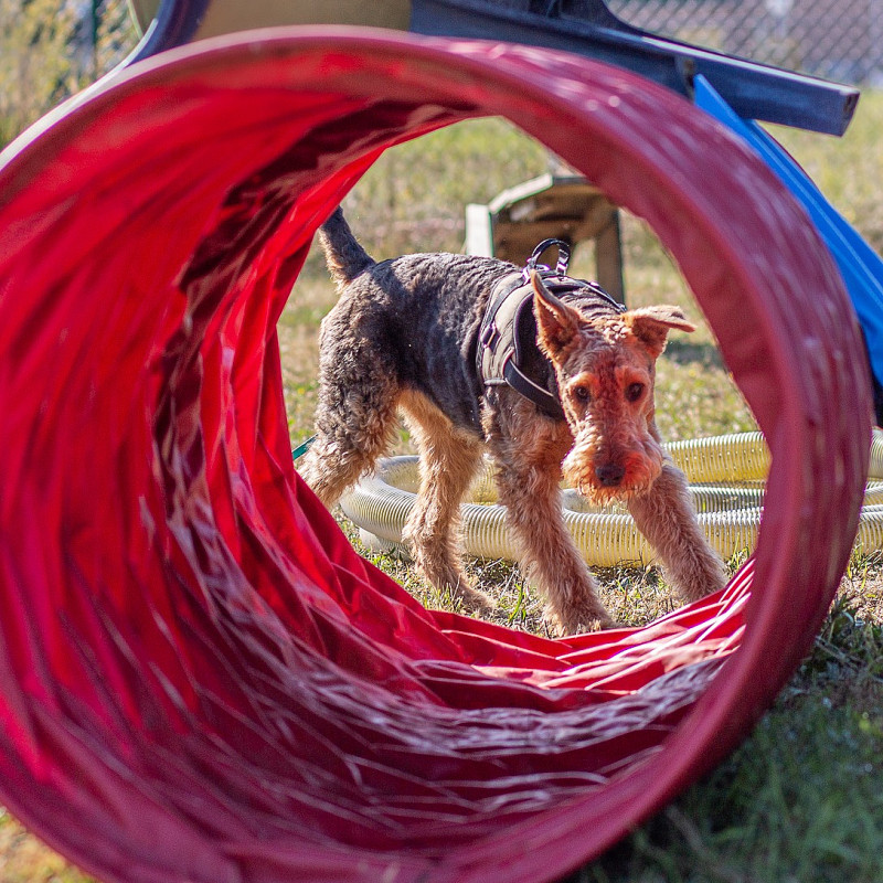 Beschäftigung und Nasenarbeit