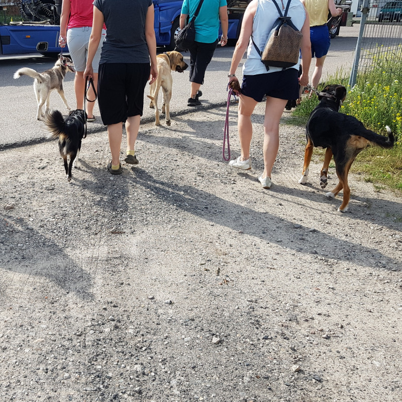 Alltagstraining - Leinenführigkeit & Begegnungen