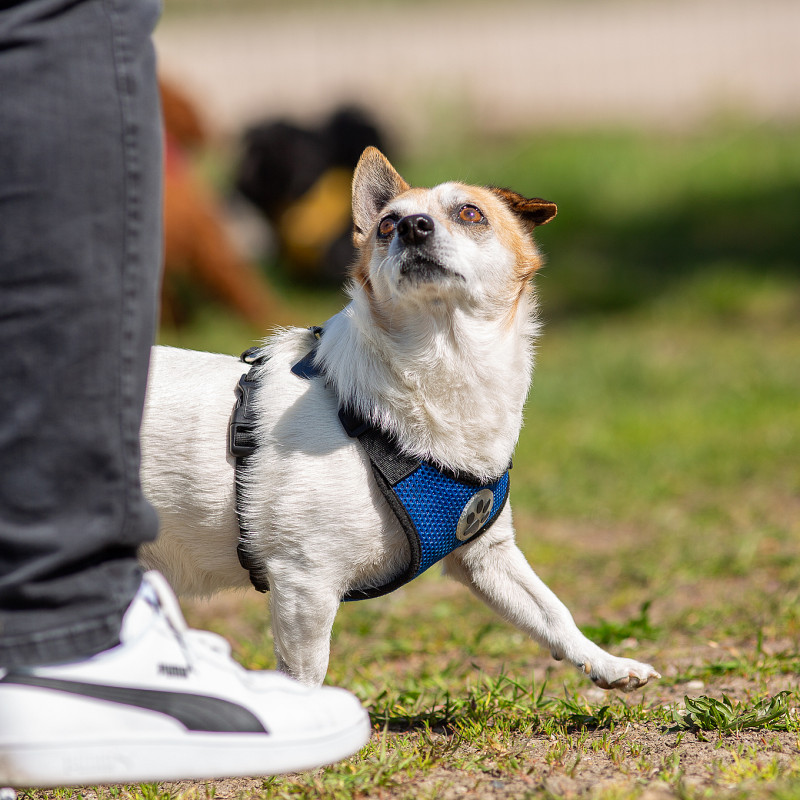 Trainingsgruppe mit Ramona - Dienstag 16.00 Uhr