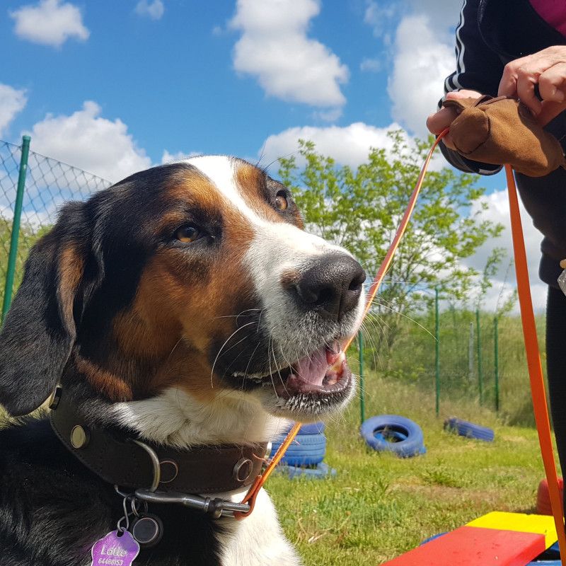 Date mit Deinem Hund