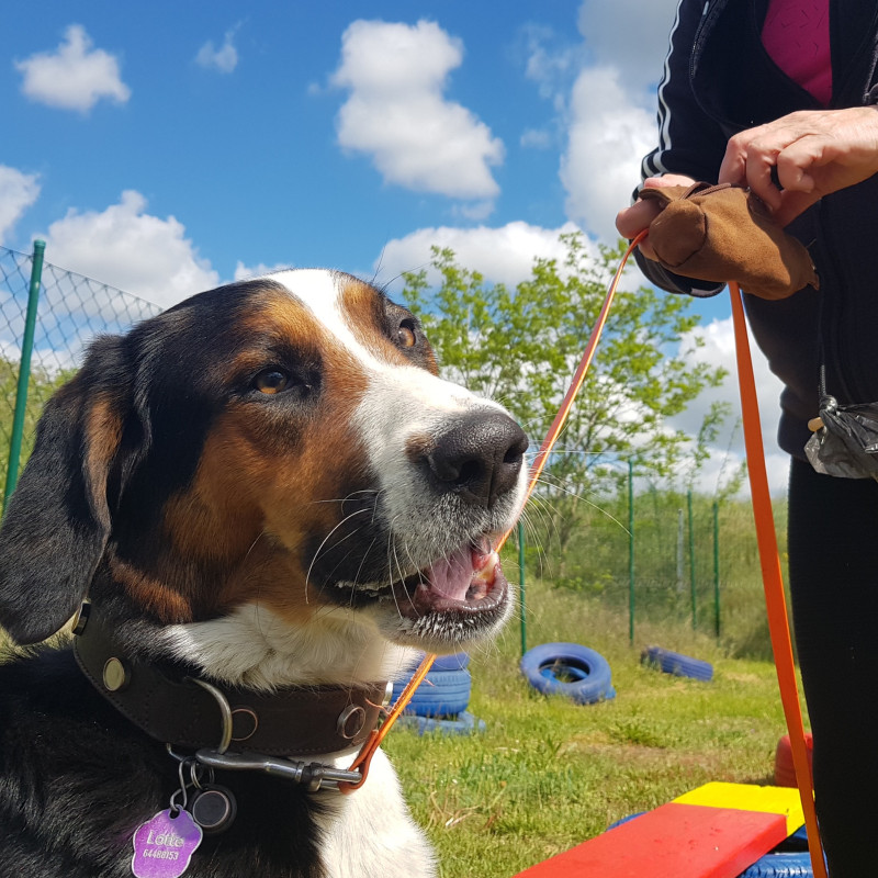 Date mit Deinem Hund