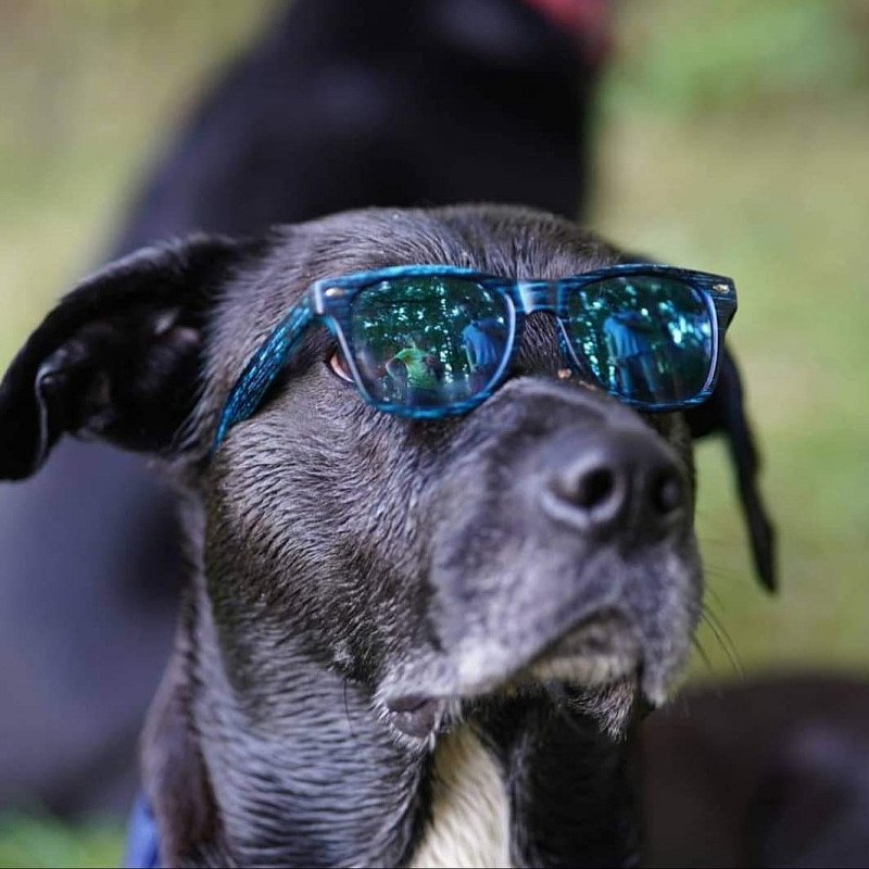 Wie kann ich meinen alternden Hund unterstützen?
