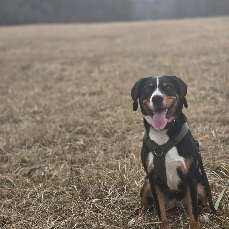 CrissCross - souverän durch den Alltag