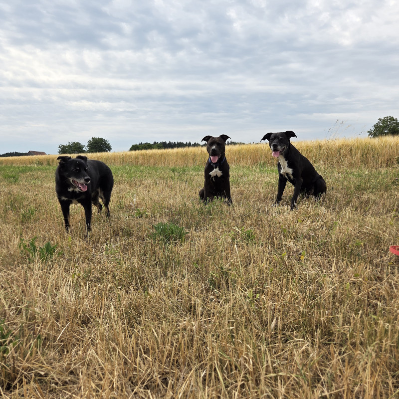 Hundeernährung aus Sicht der TCVM