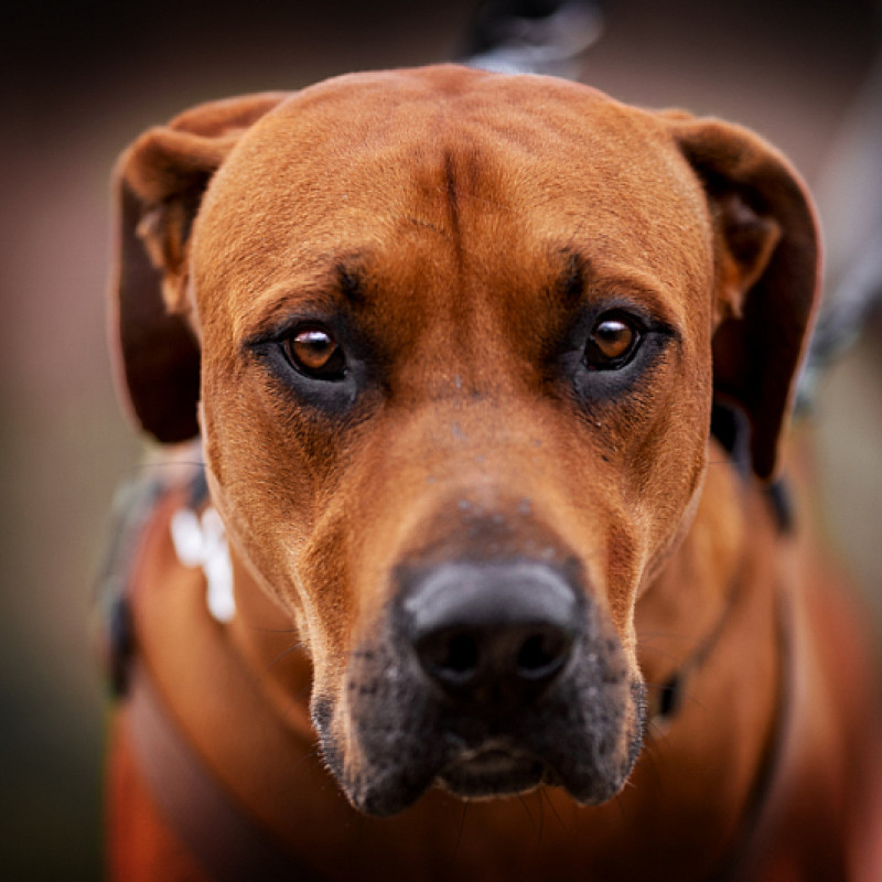 Körpersprache beim Hund lesen lernen