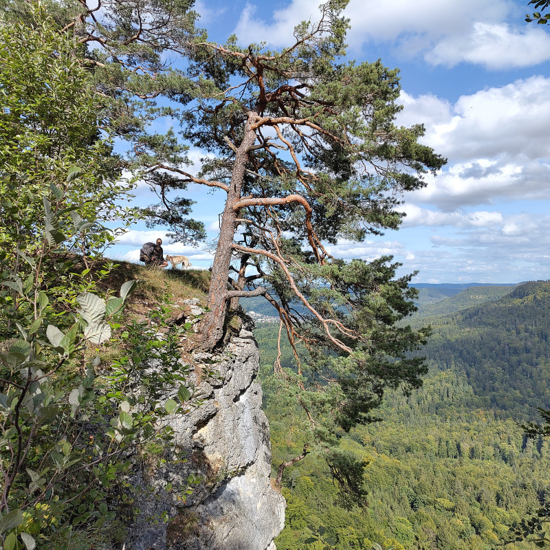 Balance Walk – achtsame Hundewanderung