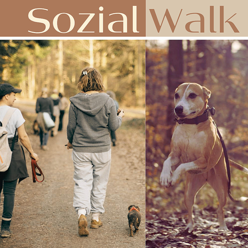 Sozial Walk - entspannter Hundespaziergang