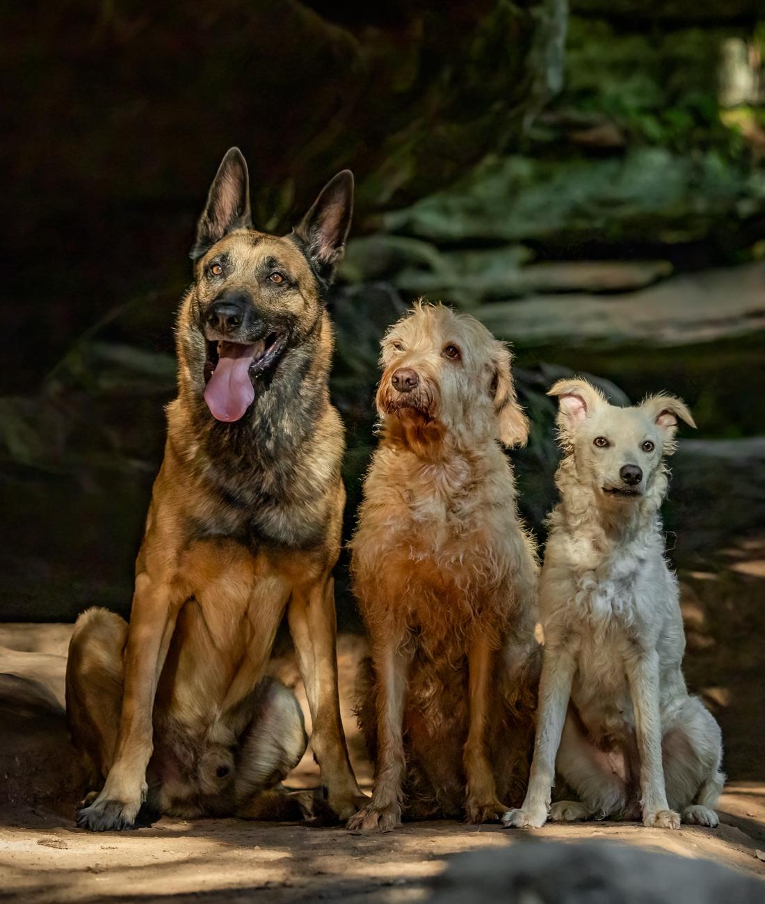 (haftungsbeschränkt)