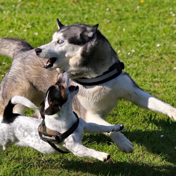 Freilaufgruppe - Hunde bis ca. 15kg